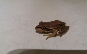 Frog in Papamoa