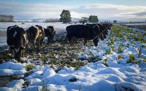 Cows eating a snow dusted crop in Southland.