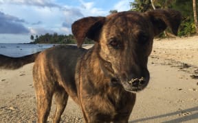 Eight to 10 percent of visitors to the Cook Islands will often make complaints about stray dogs.