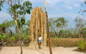 The 'magnetic' termite mounds, like the Cathedral mound in Lichfield, point north.