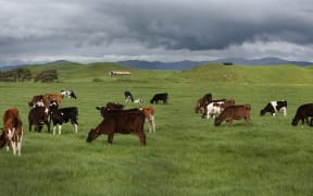 20131009. Photo Diego Opatowski / Radio NZ. Generic beef cattle in a field.