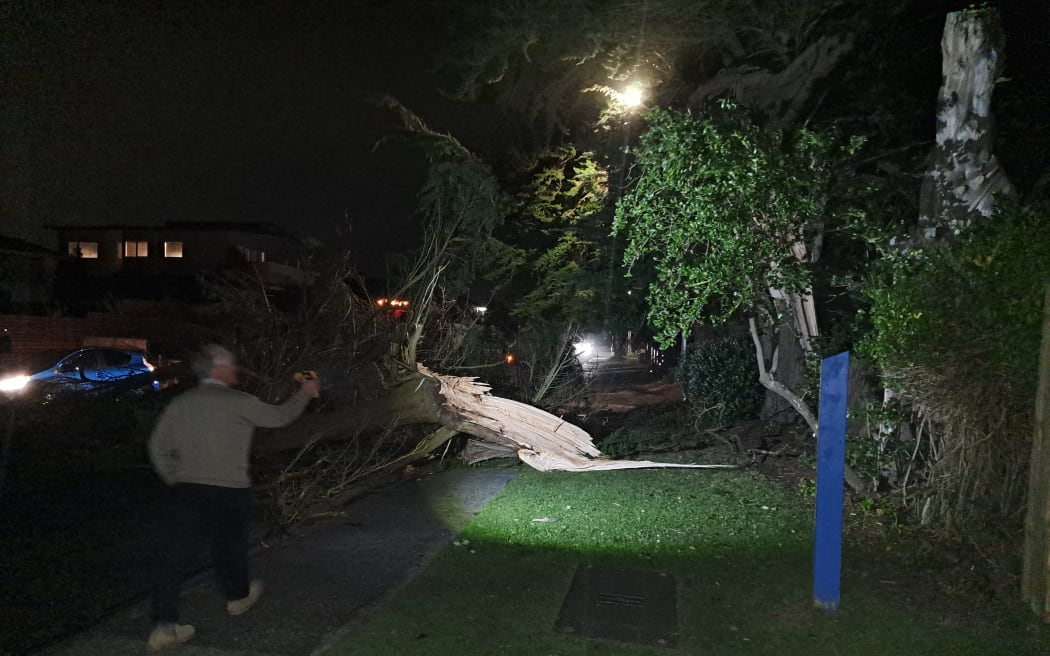 A large macrocarpa tree fell on Manly Street in Paraparaumu Beach during the storm.