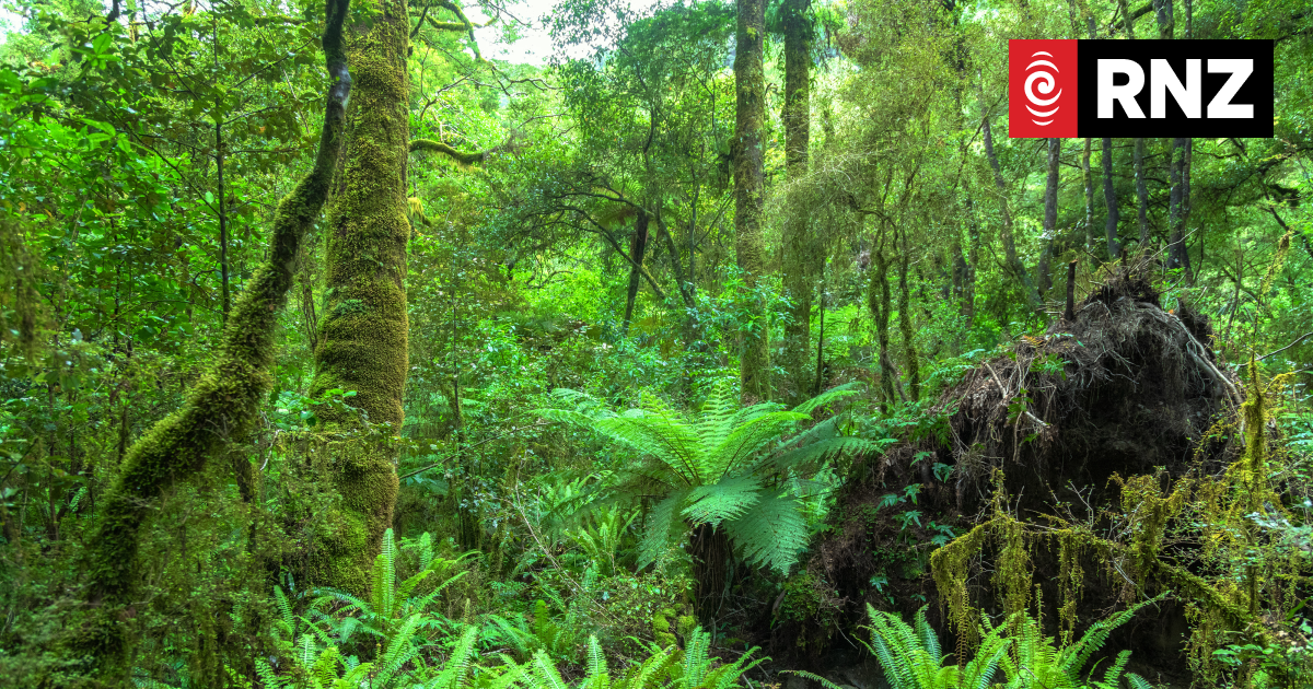 Native forest plan cheaper than paying for carbon credits, group claims - Vimarsana News