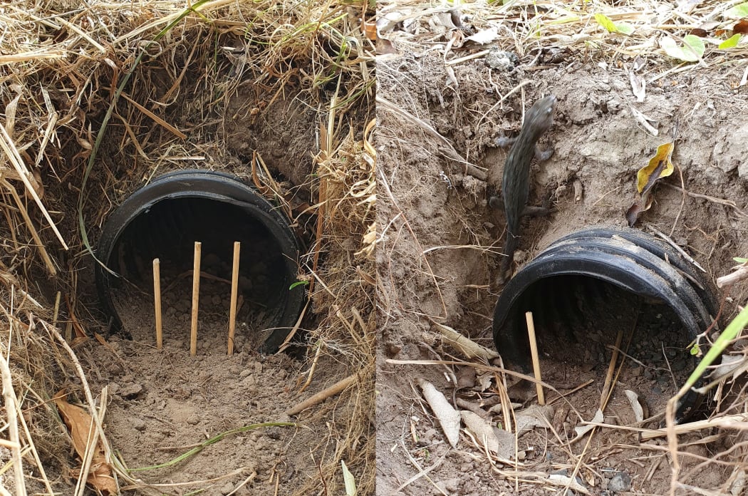 A 'fence' of short sticks is used to indicate whether a white-faced storm petrel chick has ventured out of its burrow entrance - knocked over sticks (right) indicate a bird on the move.
