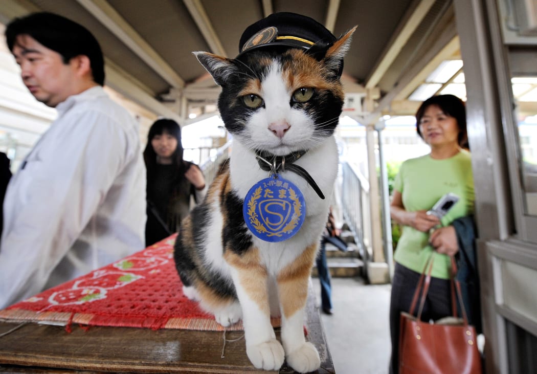 A file picture of Tama showing her custom made cap.