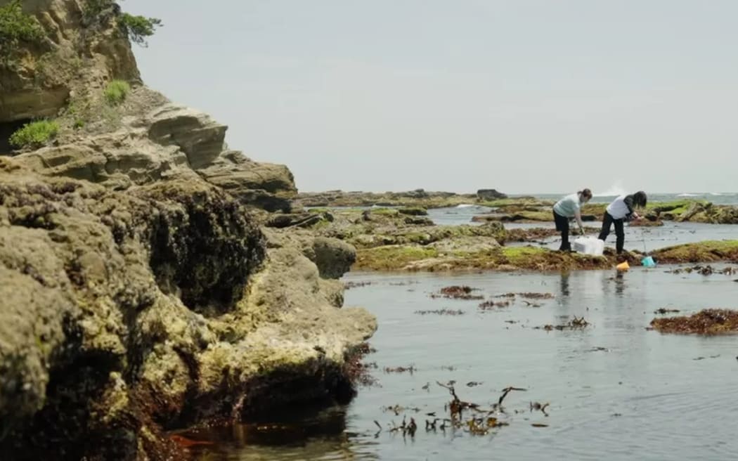 Volunteers from Tarachine collect samples from the sea around the Fukushima plant