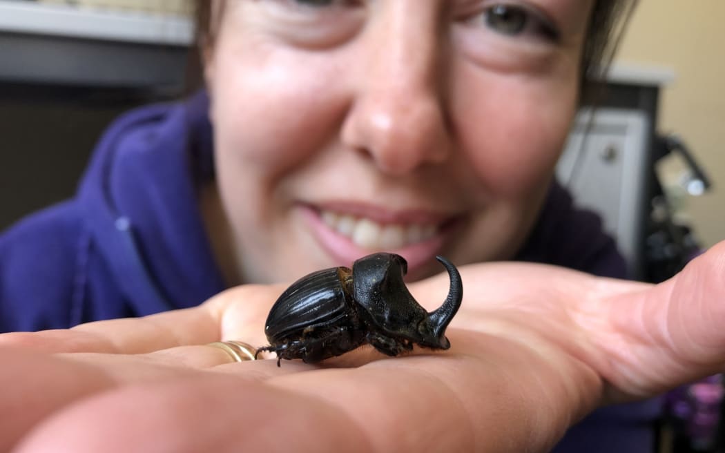 A close-up of a shiny black beetle with a curved horn held in an outstretched hand with a smiling face behind, slightly out of focus