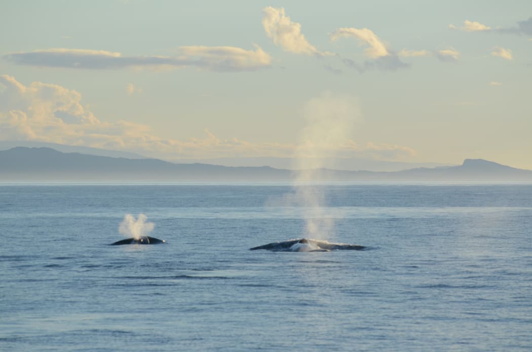 A blue whale mother-calf pair surfaces off the South Taranaki bight.