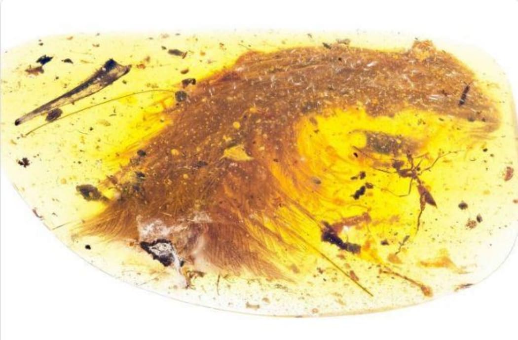 The tail of a feathered dinosaur has been found perfectly preserved in amber from Myanmar.
