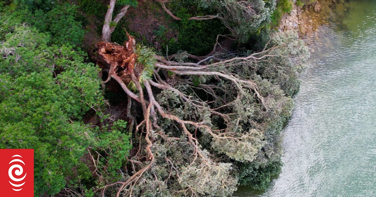 Bay of Islands pōhutukawa that predated Europeans' arrival topples into the sea - Vimarsana News