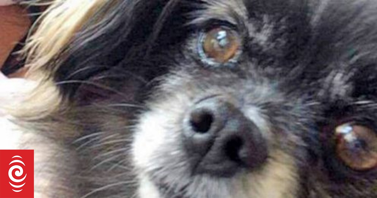 Dog attack robs widower, 83, of beloved 'Buddy' - Vimarsana News