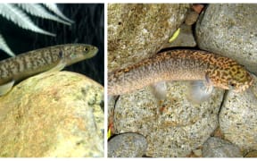 Left: Juvenile koaroRight: Adult koaro from the Momona Stream Taranaki