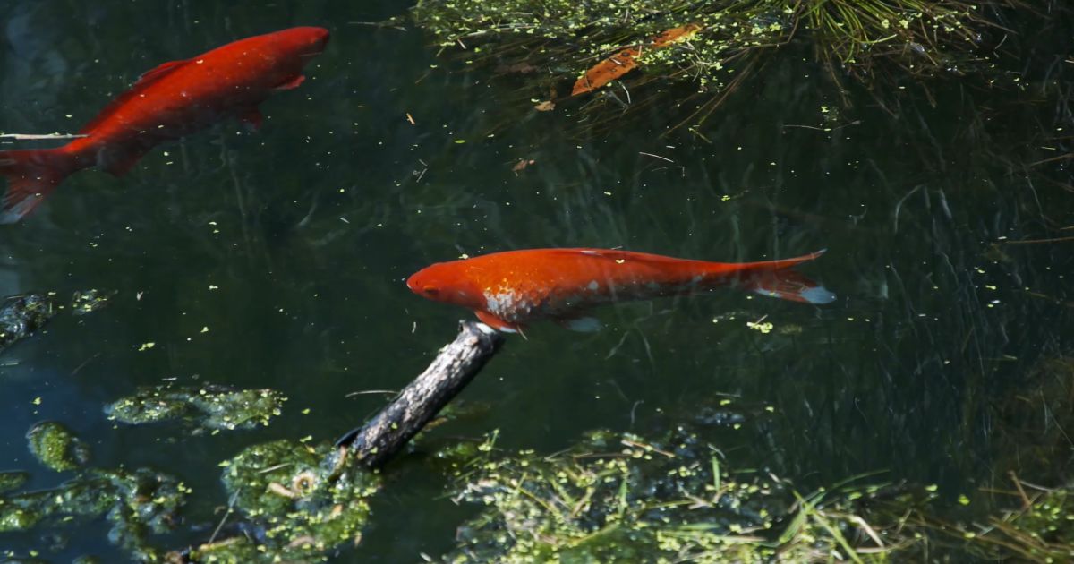 Auckland Council asking residents to stop releasing goldfish into waterways  | RNZ