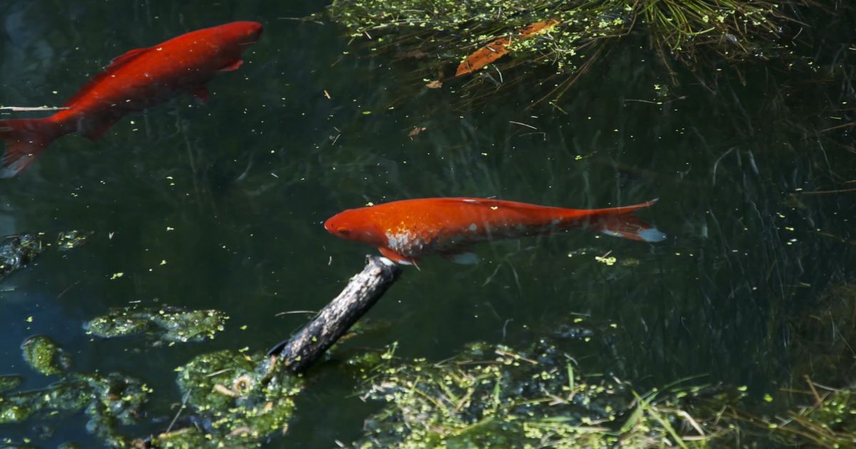 Auckland Council asking residents to stop releasing goldfish into waterways | RNZ