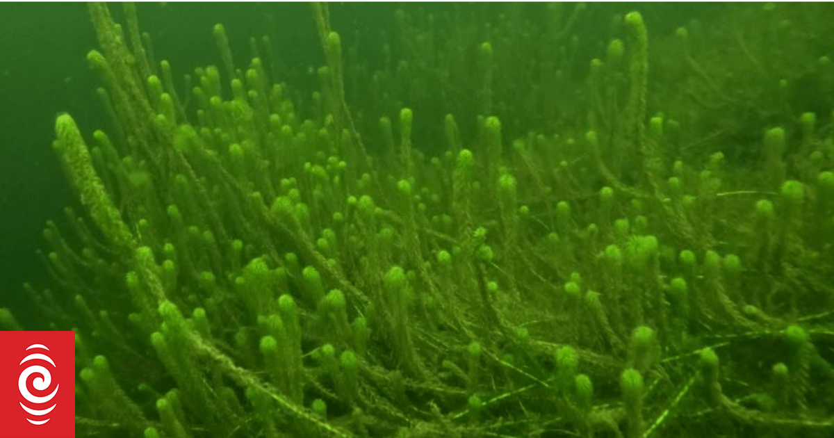 Invasive aquatic weed found to have spread across West Coast - Vimarsana News