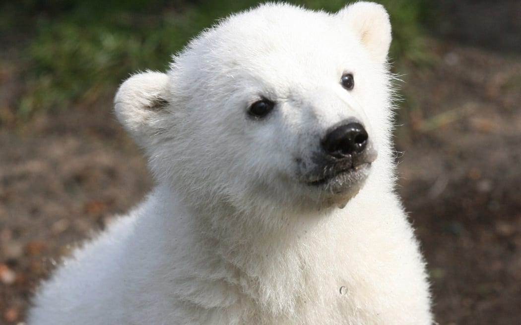 Three-month-old Knut the polar bear in 2007.