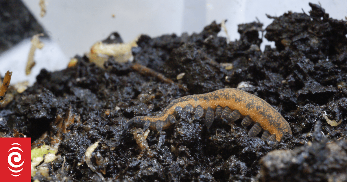 Prof Peter Deardon the secrets of the velvet worm RNZ