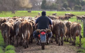 Both dairy farmers and the economy are buffeted by lower prices.