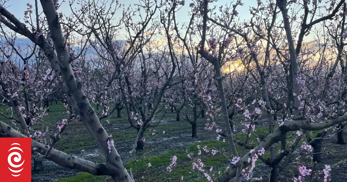 Hope blossoms at cyclone-hit cherry orchards in Hawke's Bay - Vimarsana News