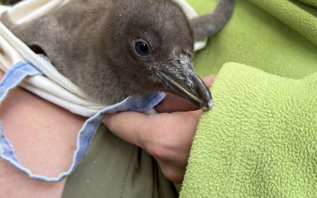 Close up of a brown fluffy hoiho chick being held in a bag by someone wearing green shorts and a green fleece