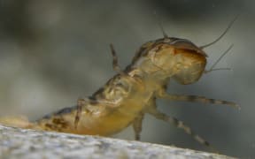 Amelotopsis mayfly