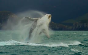 Humpback whale breaching in New Zealand