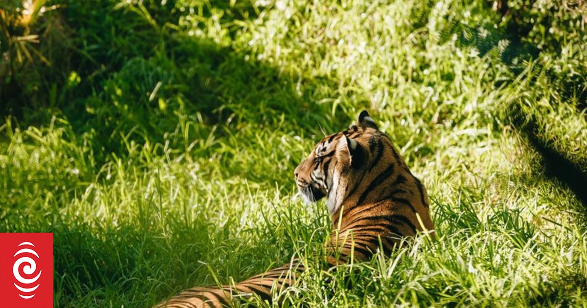 Sumatran tiger at Auckland Zoo kills its cub after its other cub died during birth - Vimarsana News