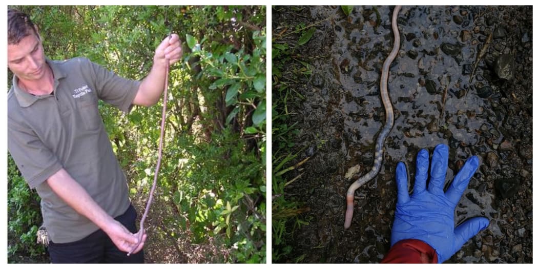 Left: North Auckland Worm_ Ti Point Reptile Park; Righ: A large NZ Megascolecidae worm, possibly North Auckland worm _Annemieke Hendrikst