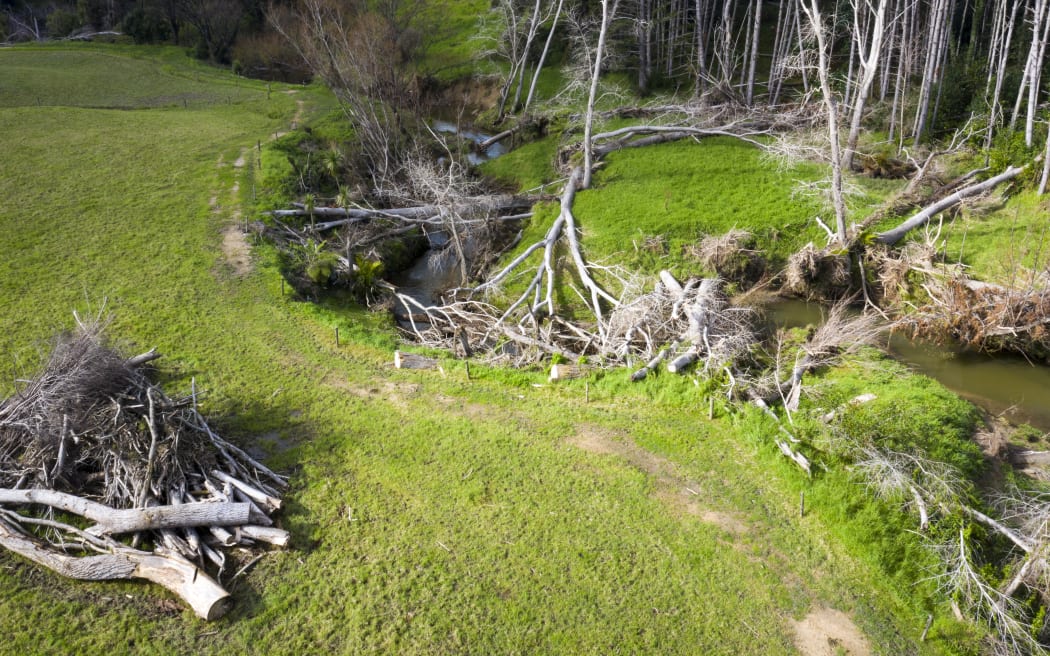 Trees removed from Paparoa River by the Northland Regional Council await processing.