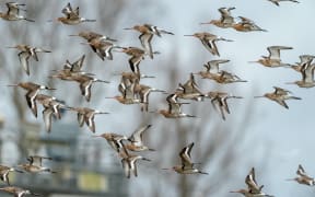 Bar-tailed godwits