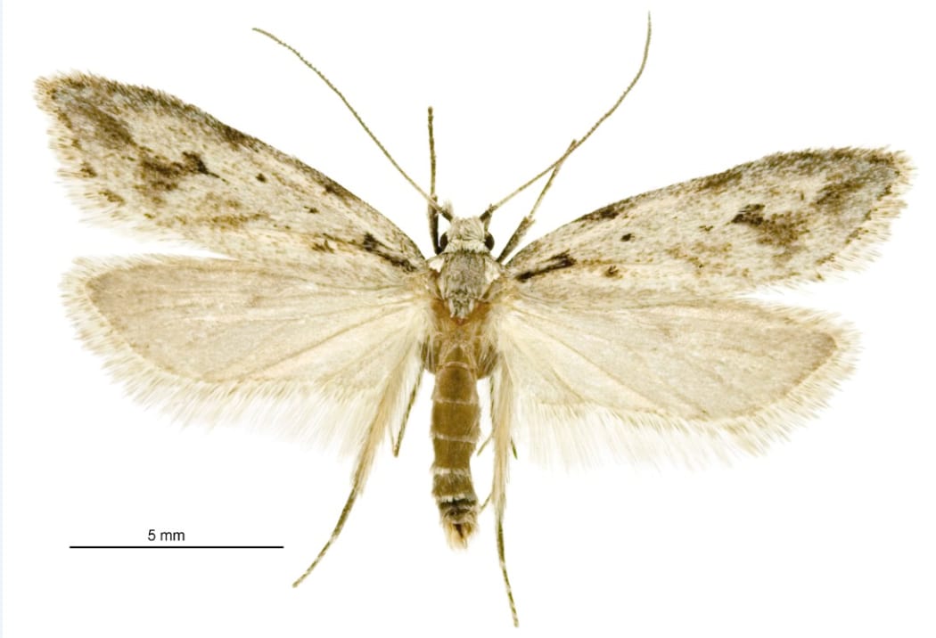 Mid Canterbury Lichen Tuft Moth (Izatha Psychra)
