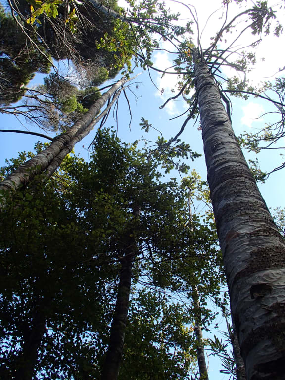 Kauri dieback and how microbes sense the world RNZ