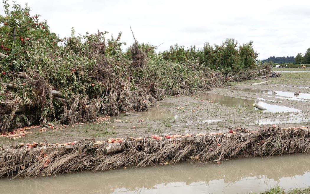 Apples strewn in the mud in Twyford in Hawke's Bay