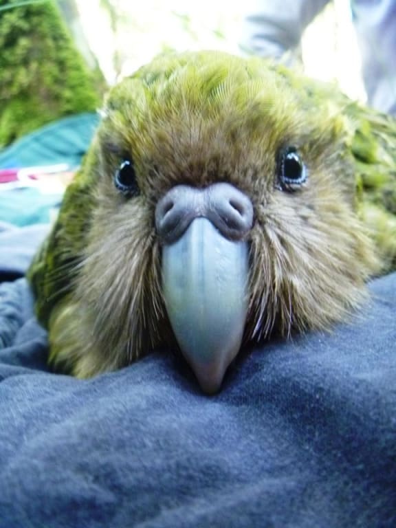 Face of a young female kakapo