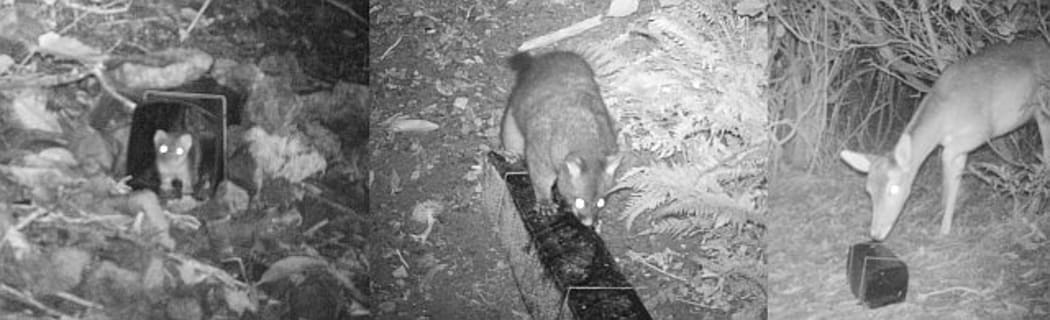 A mustelid (probably a stoat), possum and deer snapped on remote cameras around the edge of Zealandia Sanctuary.