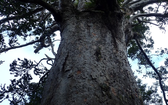 A view up the trunk of Tane Moana.