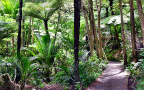 Hiking track in the native bushland of the Totara Park in Auckland.