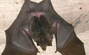 Pacific sheath-tailed bat