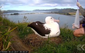 Seriously ill Royal Albatross chick making a comeback: RNZ Checkpoint