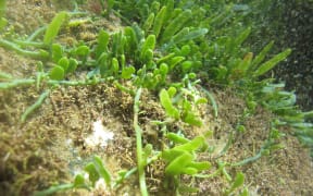 Caulerpa brachypus growing under water.