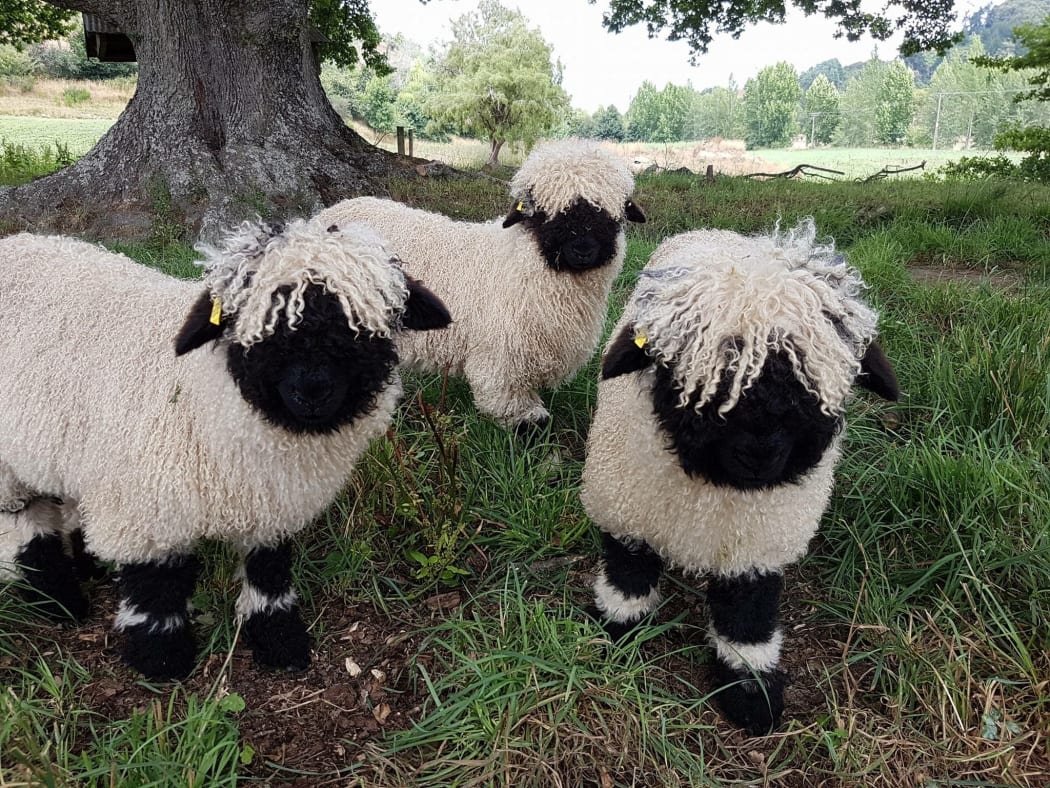 ‘The cutest sheep in the world’ turns heads in Christchurch | RNZ News