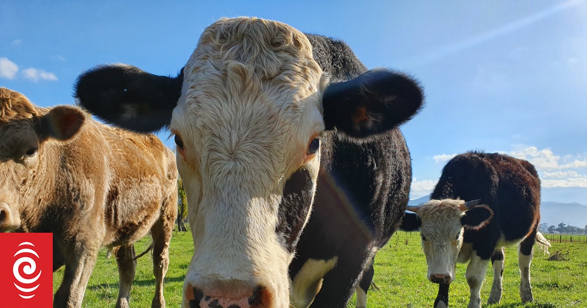 Rural News for 14 June 2021 | RNZ