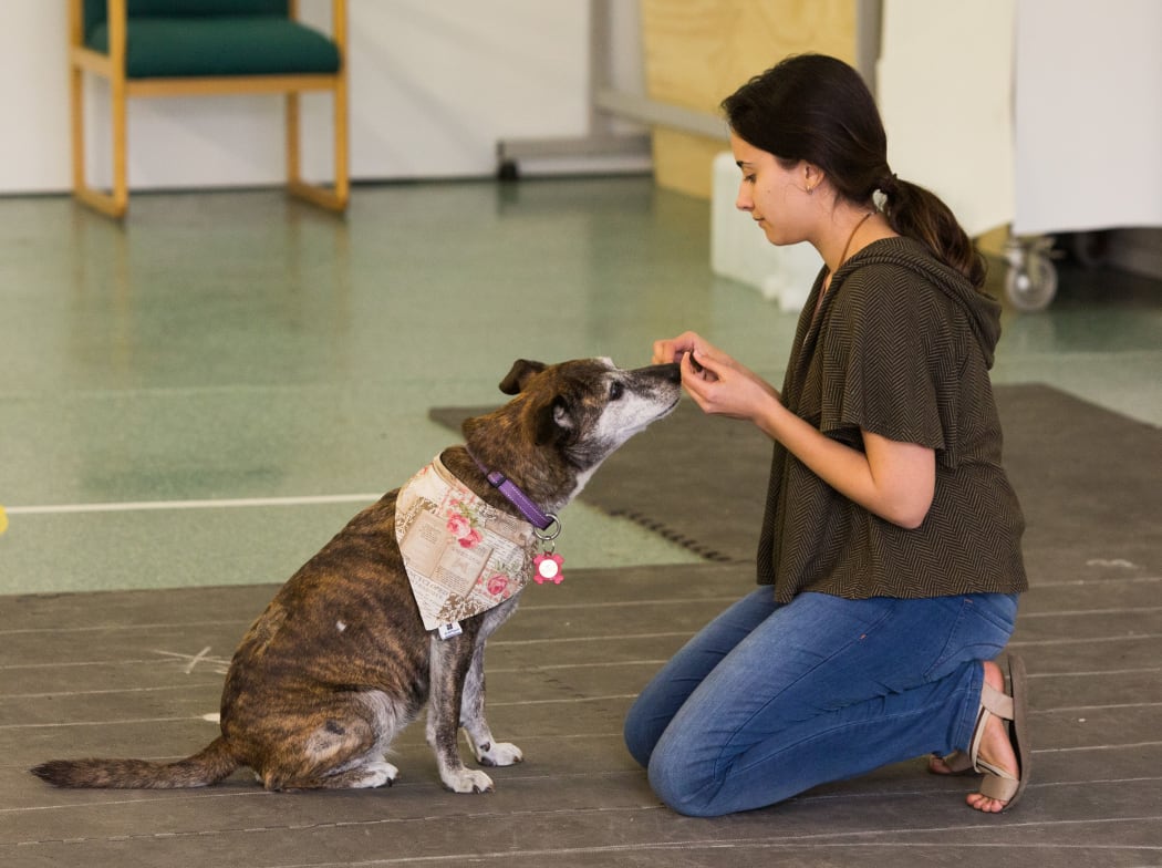Amalia Bastos and a dog having its empathy tested at the Clever Canine Lab.