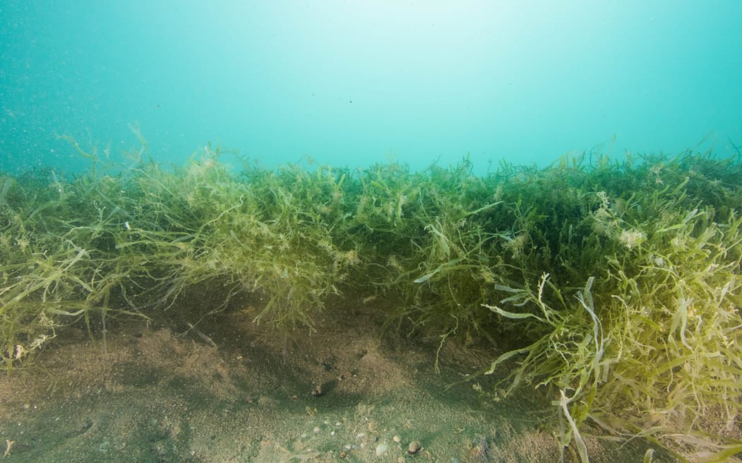 Caulerpa at Te Rāwhiti's Omakiwi Cove in the eastern Bay of Islands.