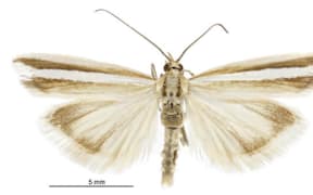 Grays River grass moth
