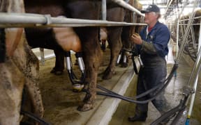 A farmer at milking time in the cowshed on a dairy farm near Cambridge.