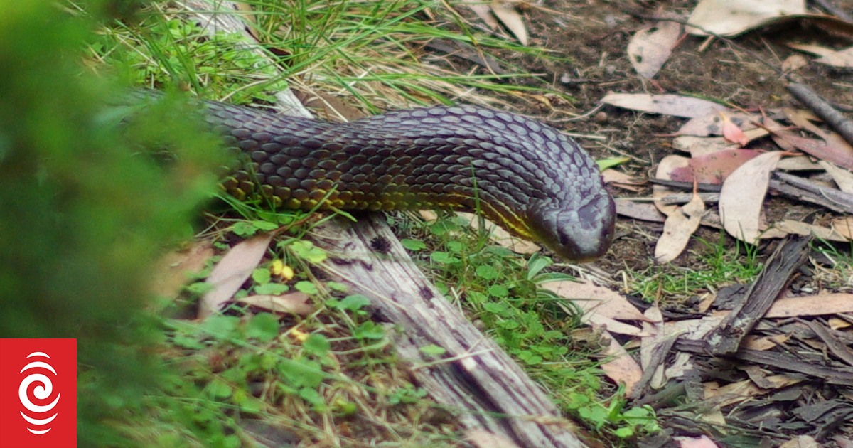 Australian man killed by tiger snake | RNZ