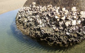 NZ Rock Oyster