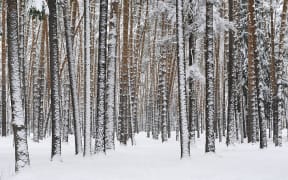 Winter scene near Moscow