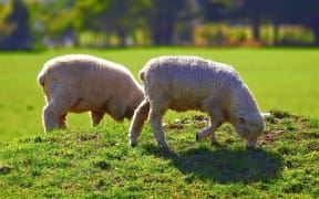Sheep grazing in Waikato, New Zealand